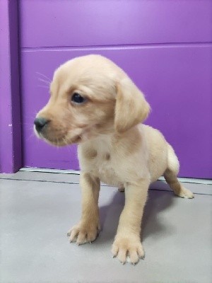 Des Flots D'or - Labrador Retriever - Portée née le 20/10/2021