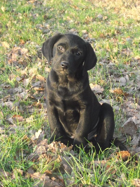 Des Flots D'or - Labrador Retriever - Portée née le 27/10/2014