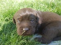 CHIOT